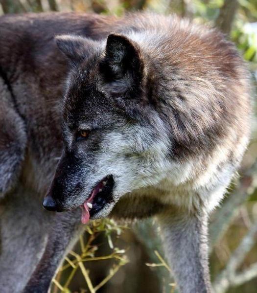 小说推荐 你知道这些热门总裁与狼性小说吗