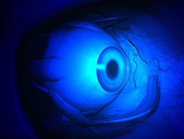 猫的眼睛夜里会像夜明珠一样发光,是有荧光物质吗?人眼为啥不会