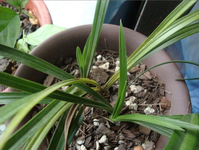 兰花退草,注意细节,正确面对,才能叶茂开花多!