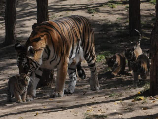 宁波某动物园最惨的猴子,游客向它投辣条,吃完后辣到崩溃!