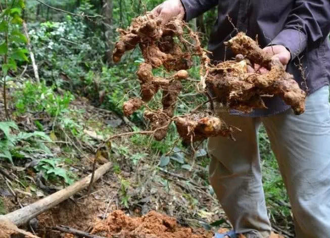 学名叫做"土茯苓",也有的地方管它叫刺猪苓,过山龙等,生长在地表的