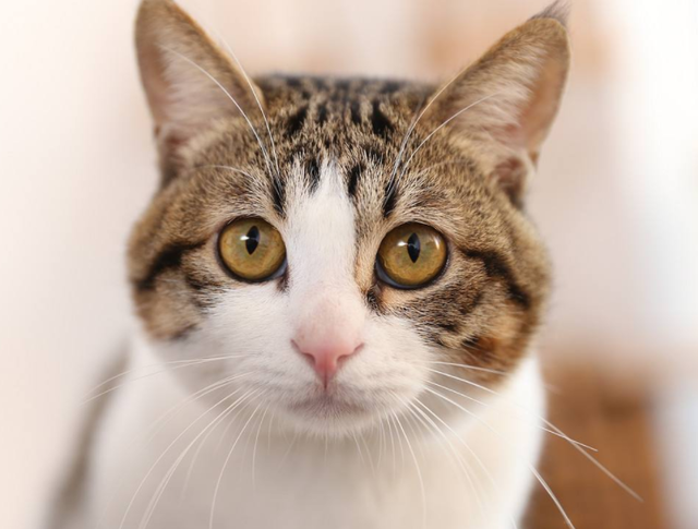 猫妈妈产后脾气大,主人好奇摸了一下小猫,猫妈妈的眼神是这样的