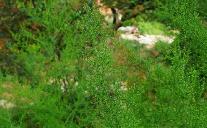 农村一种"臭草",过去见到就砍掉,如今成了百元一斤的稀罕物