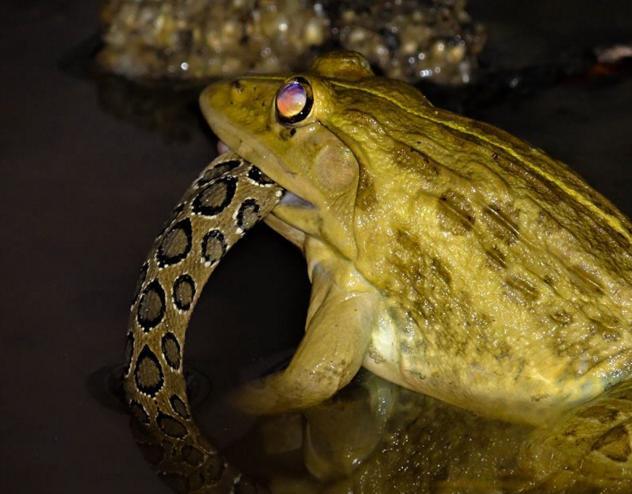 癞蛤蟆这次是真逆天了直接活吃水蛇可这紫色的眼睛是怎么了