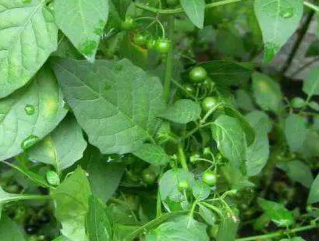 这野菜在农村多到没人吃,只因农户也不敢吃太多,但城里没人卖