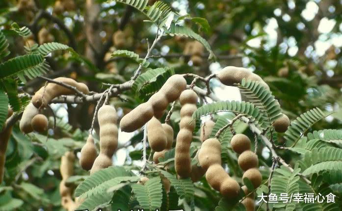 你见过长在树上的花生吗? 在农村就可以见到, 味道吃着像龙眼干