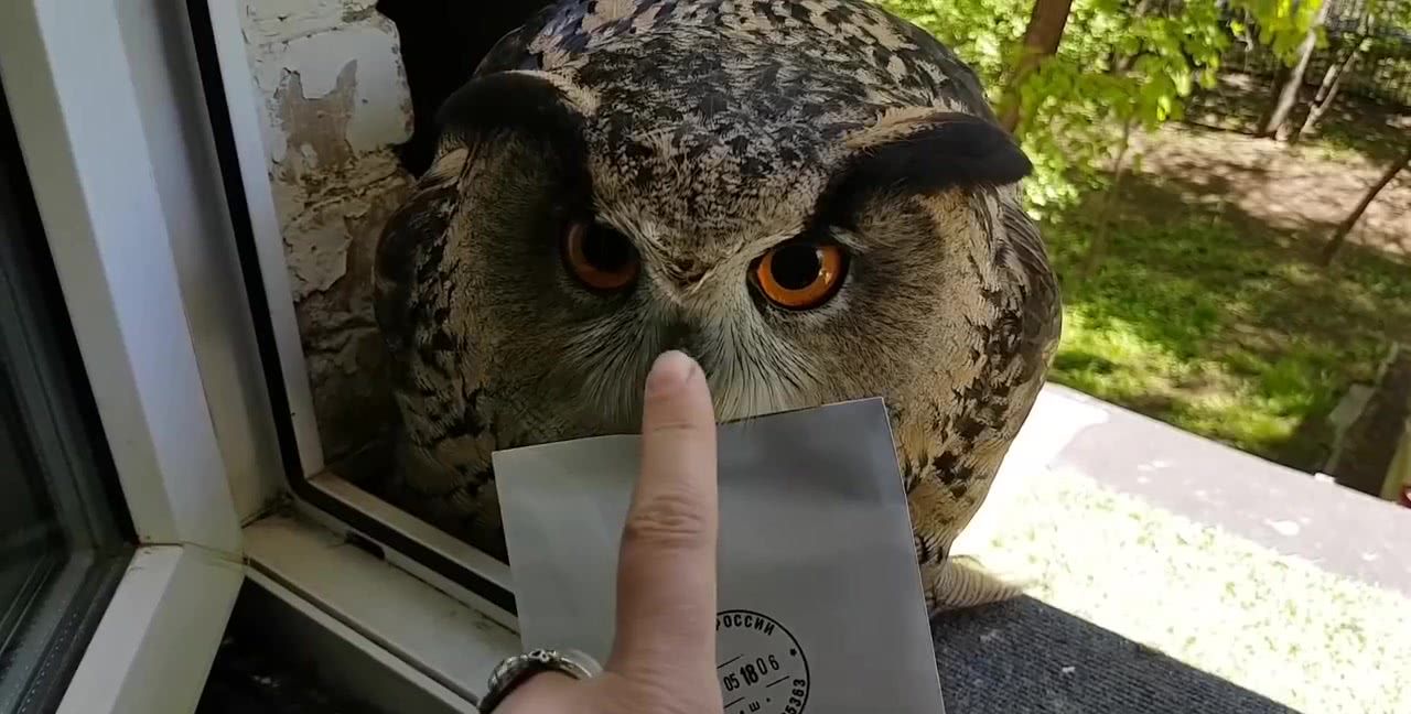 宠物猫头鹰来送信还要按一下嘴巴才给拿主人小姐姐真会玩