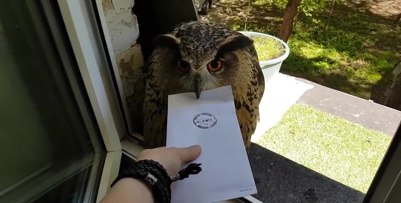 宠物猫头鹰来送信,还要按一下嘴巴才给拿,主人小姐姐真会玩