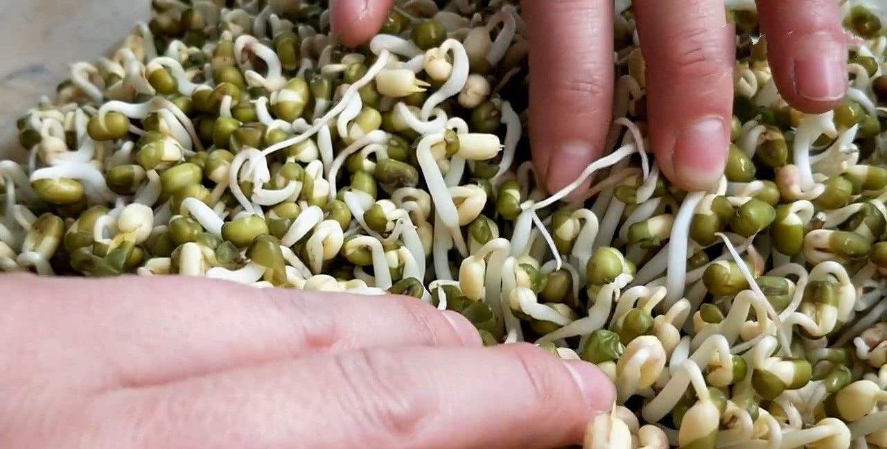 菜农教你快速辨认"毒豆芽",这三种豆芽免费送都最好别要