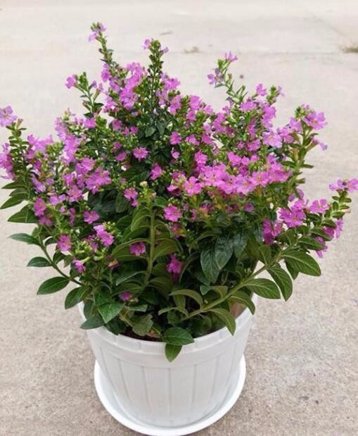 萼距花|绿萝|草花_新浪新闻