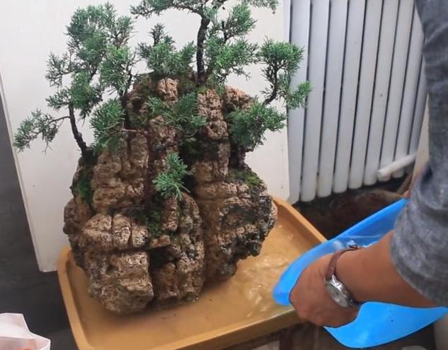 型吸水石的制作方法,养护方法非常简单实用,充满生机!