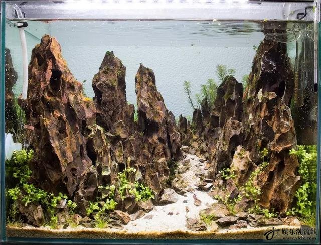 松皮石峡谷造景:松皮石高山峡谷造景缸,听说酸奶配莫斯更好看!