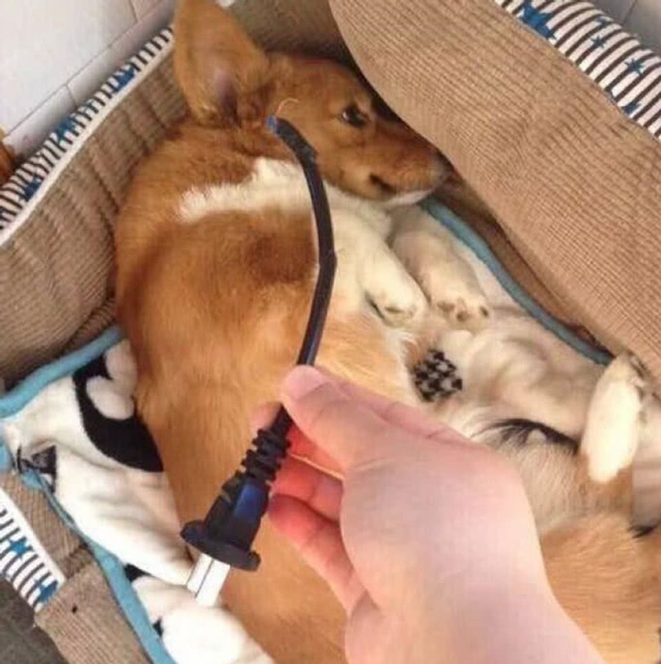 狗狗咬坏家里的插线头,被主人兴师问罪,认错表情却让人笑了!