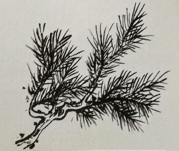 国画中松针的绘画技法|松针|扇形|画法_新浪新闻