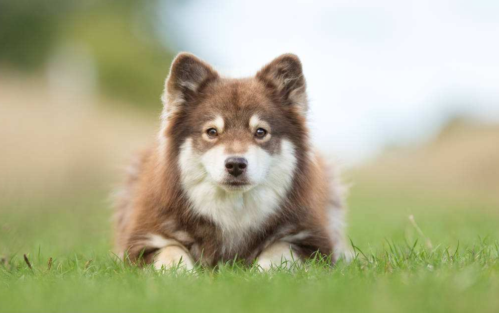 芬兰拉普猎犬幼犬不肯吃饭需要注意它们的喂养方式