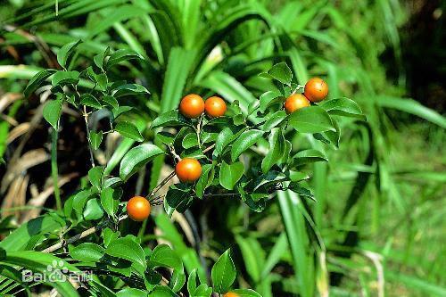 李煜|马钱子|头条_新浪新闻