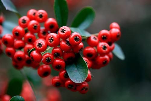 各地还有这不同的叫法豆金粱,洋仔仔,红仔仔,羊儿栽栽,冷饭子,木瓜籽