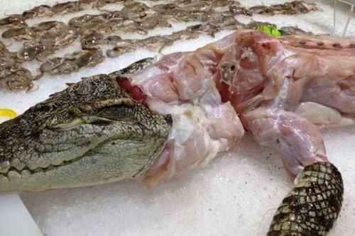 炭烤疣猴,在非洲猴肉是一种平民的美食,所以非洲人民经常捕抓非洲猴子