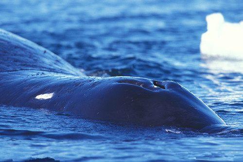 首"鲸歌曲目"它是海洋中的爵士乐歌手|座头鲸|爵士乐|鲸鱼_新浪新闻