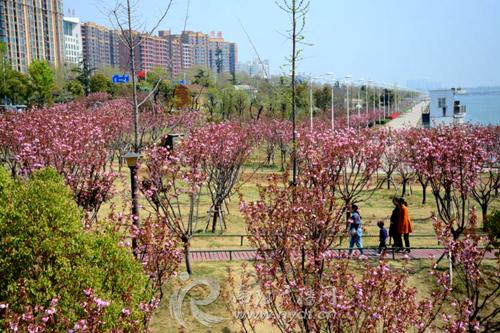 不必去武大南阳白河畔的樱花正盛开