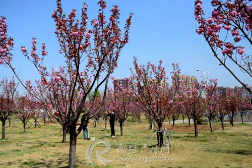不必去武大南阳白河畔的樱花正盛开