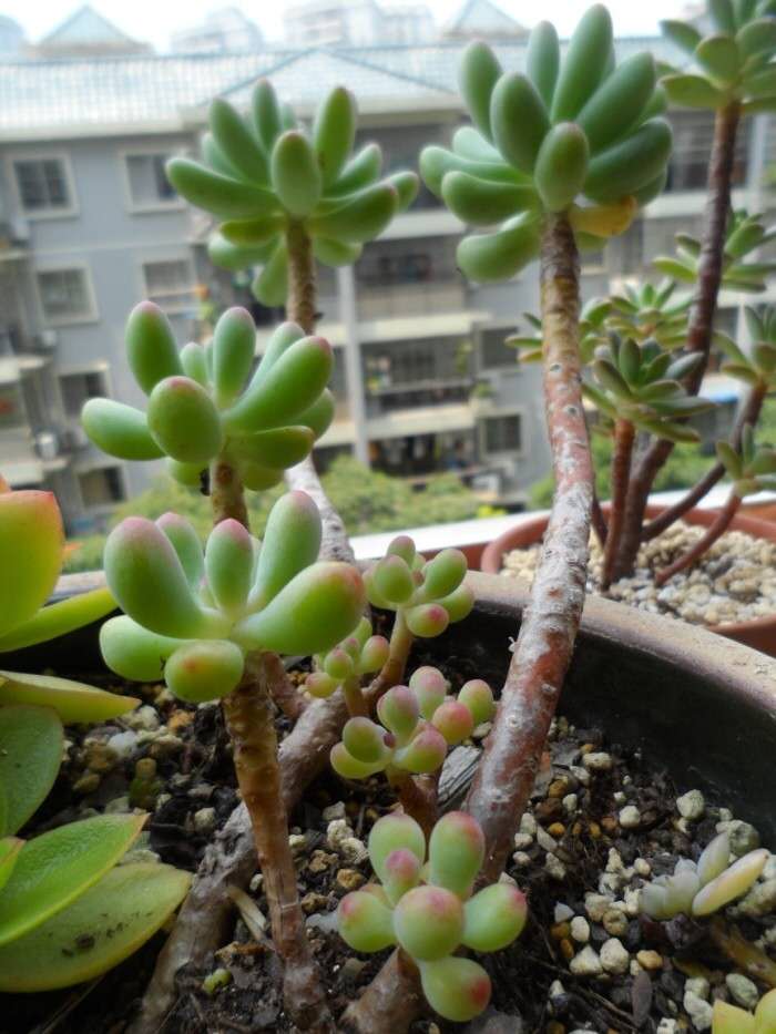 丑萌丑萌那些徒长的多肉看起来好搞笑小伙伴知道怎么拯救吗