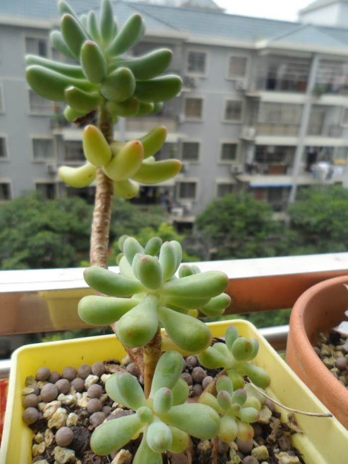 丑萌丑萌那些徒长的多肉看起来好搞笑小伙伴知道怎么拯救吗