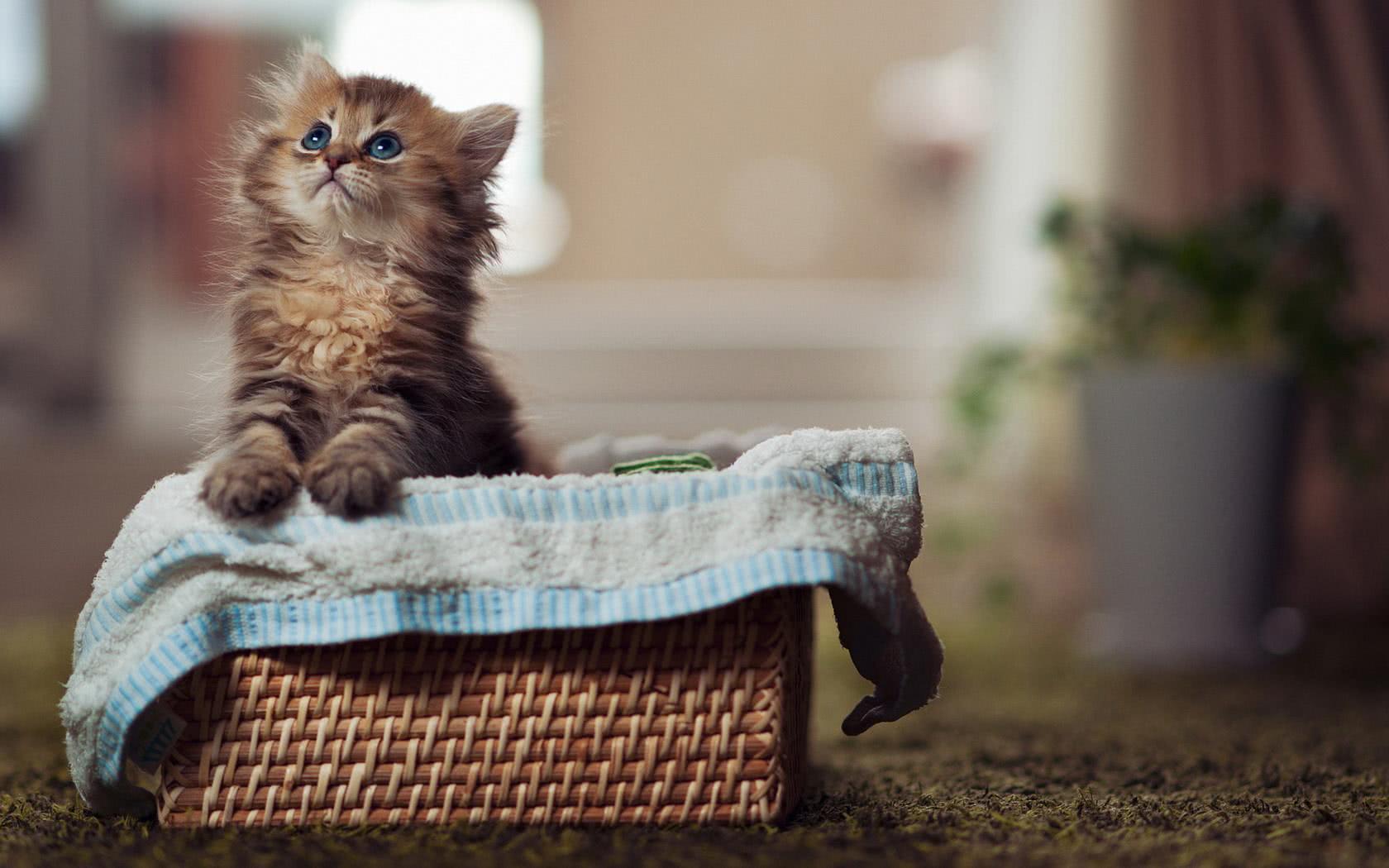 别人家的猫与我家的猫:一个是前世情人,一个是天蓬元帅投错了胎
