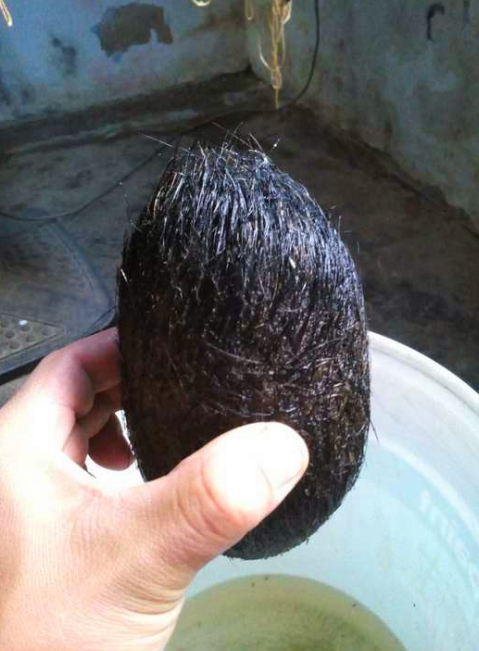 在猪肚子里发现这么个毛茸茸的东西,知道是什么后男子乐坏了