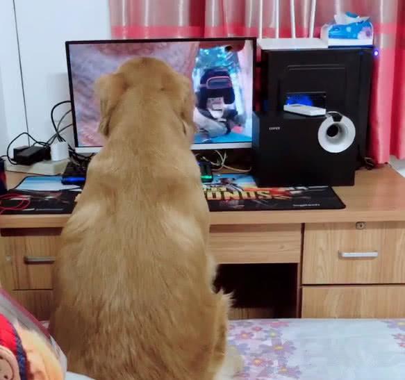 金毛狗子见钱眼开,这个小主人只是想玩一下电脑游戏