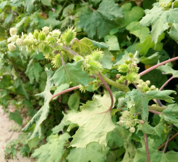 山上常见的一种植物苍耳用来泡酒有什么奇特功效