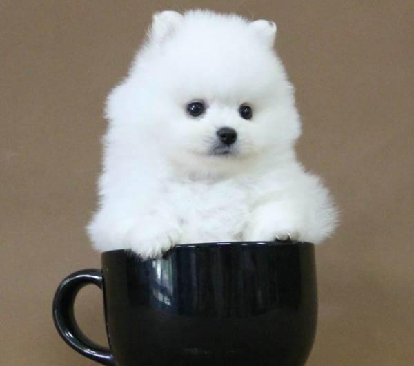 用茶杯做窝巴掌大小的狗狗可爱背后如此可怕