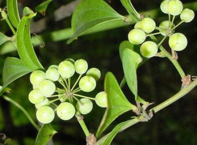 山上有一种带刺的植物农民看到就砍掉殊不知治疗风湿病的良药