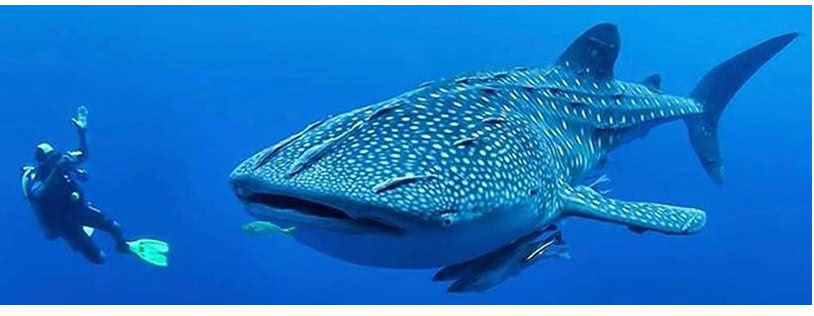 世界上最大的鲨鱼嘴巴都有一米五宽,网友:我可以直接走进去了!