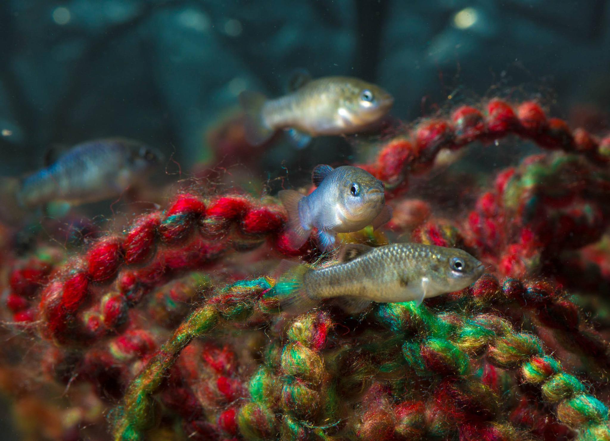 世界最珍贵的鱼类,仅剩下38条,有人间接杀死它之后被全国通缉