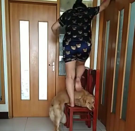 女主人踩在凳子上干活,旁边金毛的行为暖化了,这狗狗可真懂事!