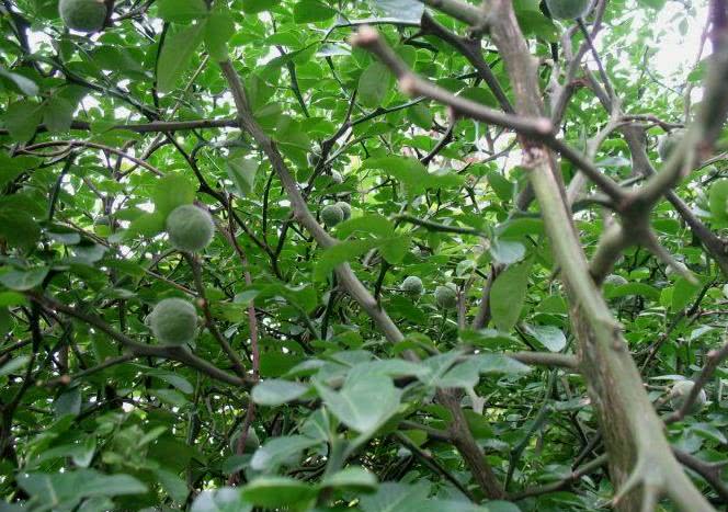 农村这"树",全身是刺还是宝,农民用来防贼,殊不知卖上百一斤