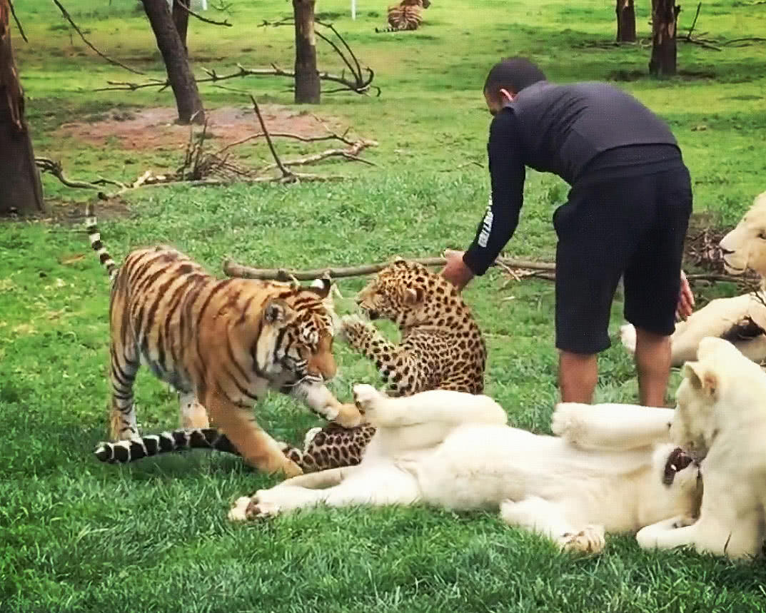豹子猛扑饲养员竟被老虎撞开,以为它来救主,真相让人后怕