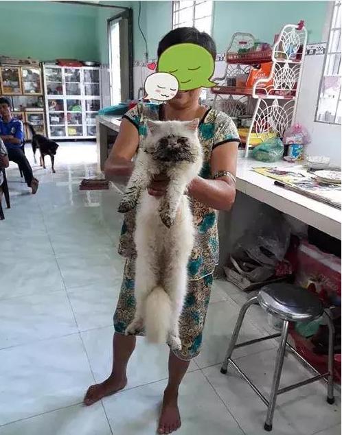 猫咪去野外追兔子,回来却被主人送去宠物医院,猫毛是保不住了