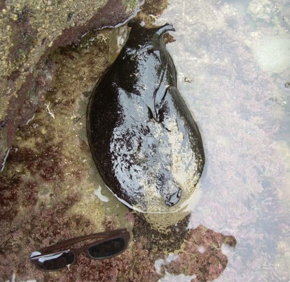 男子发现超大鼻涕虫,好奇捞起后,表情就变了!