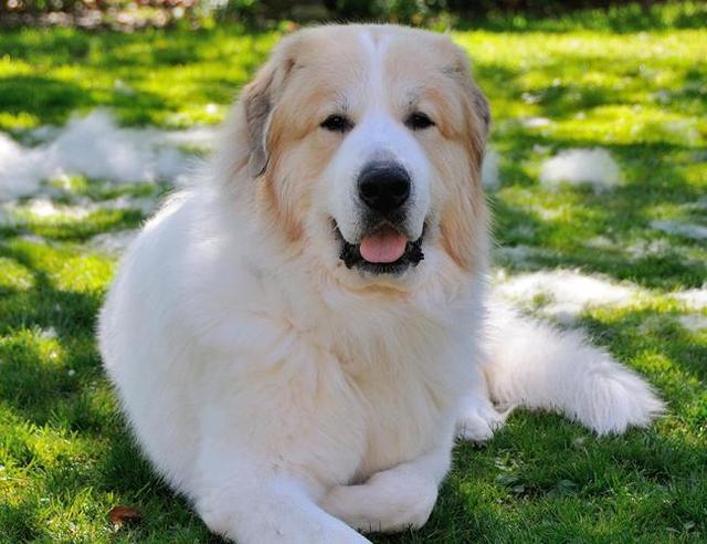 到底是狗还是熊?戏说帝王之相——大白熊犬!