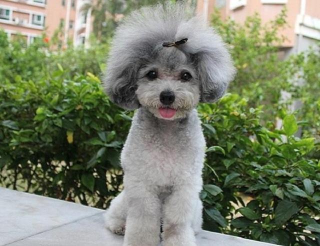 泰迪有七种颜色,六种纯色,一种杂色