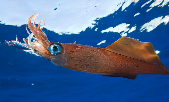 洪堡乌贼海洋里最狡猾的捕食者,甚至连同类也不放过!