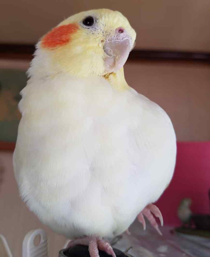 作为宠物鸟中的颜值巅峰,玄凤鹦鹉最有特色的就是这对小腮红了