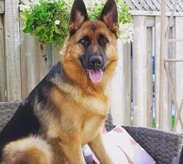 德牧|主人|阿拉斯加_新浪新闻