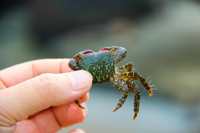 海南旅游看非遗,探秘"晒盐界"的活化石,火山石潮汐制盐全过程