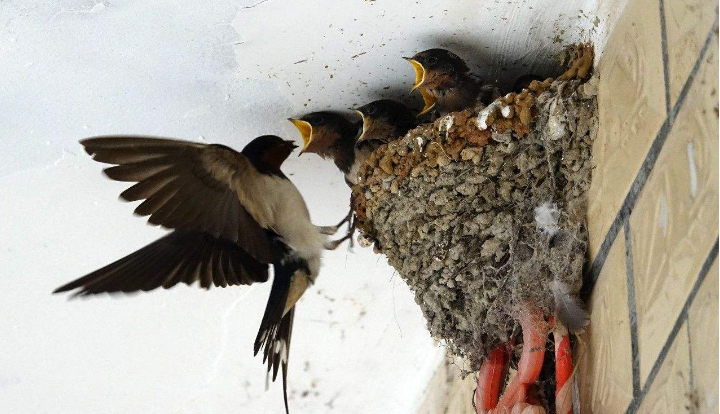 为何如今农村燕子不多见了?它面临的一些问题,你是否了解