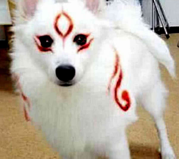 女子让侄女和萨摩守家,下班到家一看瞬间愣住,网友大喊:九尾狐