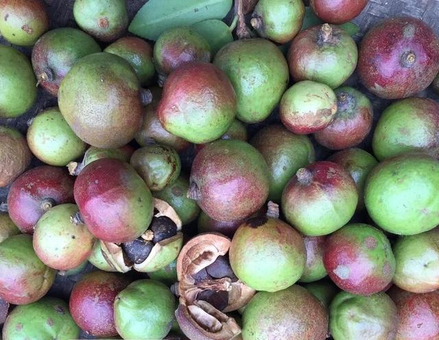 农村外婆今年茶籽大丰收,我仿佛闻到了浓浓的茶油香味