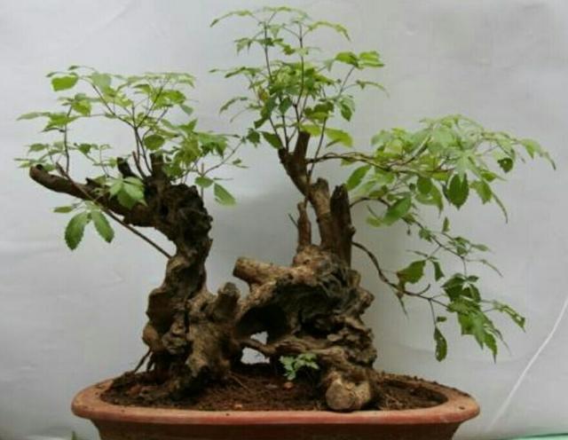 山上常见的荆疙瘩,怎样才能做成漂亮的盆景